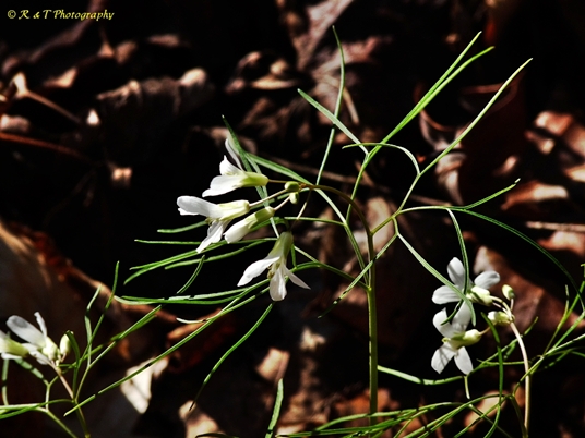 {Cardamine dissecta}